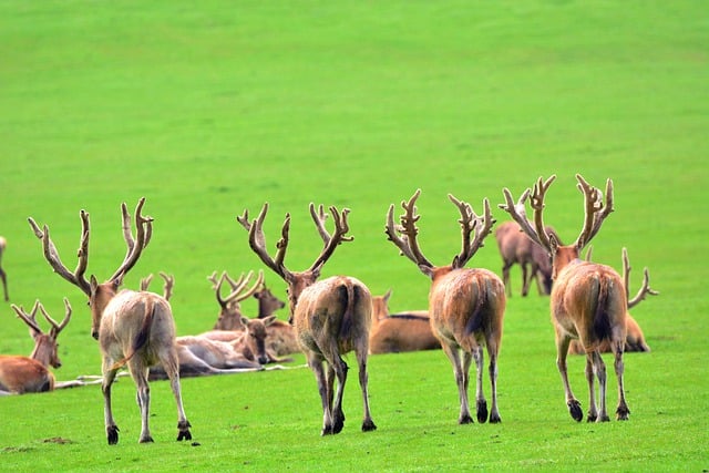 Free download red deer deer animals herd back free picture to be edited with GIMP free online image editor