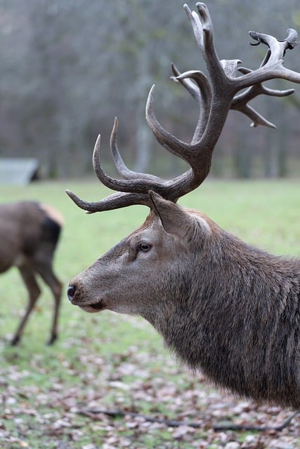 Free download red deer deer antler wildlife free picture to be edited with GIMP free online image editor