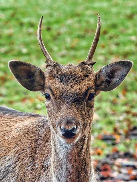 Free download red deer deer cub head face free picture to be edited with GIMP free online image editor