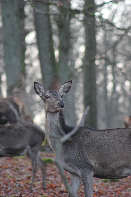 Free download red deer doe wild winter forest free picture to be edited with GIMP free online image editor