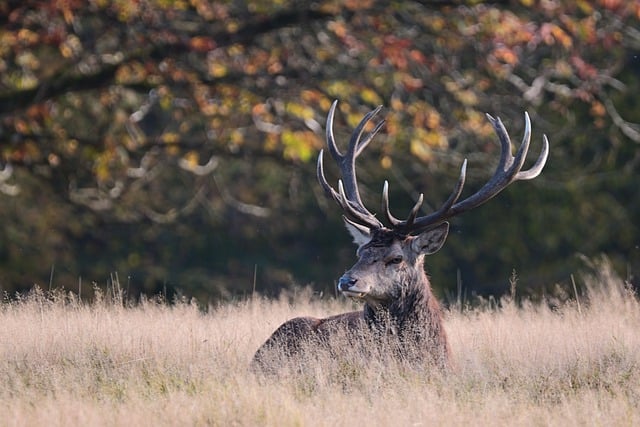 Free download red deer nature fall wildlife free picture to be edited with GIMP free online image editor