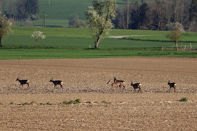 Free download Red Deer Roe Wild -  free photo or picture to be edited with GIMP online image editor