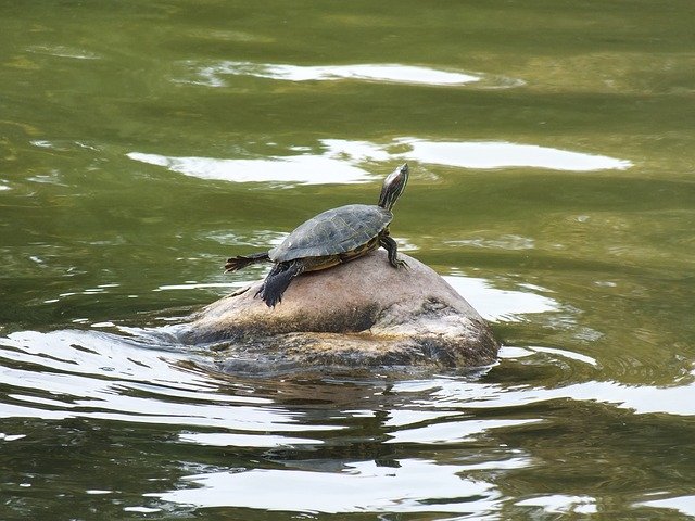 Free download Red Eared Slider Turtle -  free photo or picture to be edited with GIMP online image editor