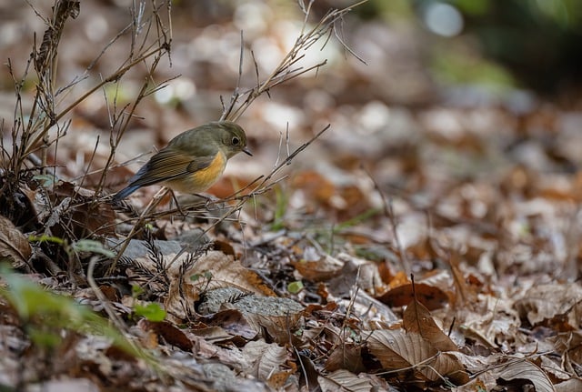 Free download red flanked bluetail free picture to be edited with GIMP free online image editor