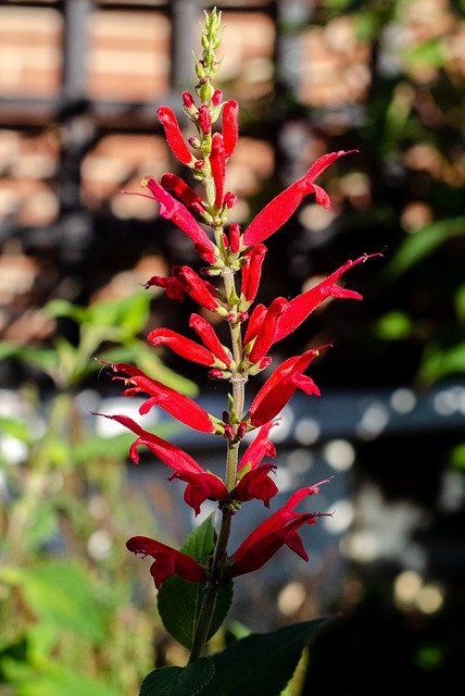 Free download Red Flower Cardinal -  free photo or picture to be edited with GIMP online image editor