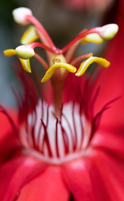 Free download red flower flower petals flower free picture to be edited with GIMP free online image editor