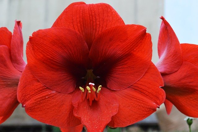 Free download Red Flower Lily -  free photo or picture to be edited with GIMP online image editor