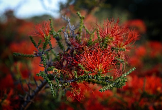 Free download red flowers flowers bloom nature free picture to be edited with GIMP free online image editor