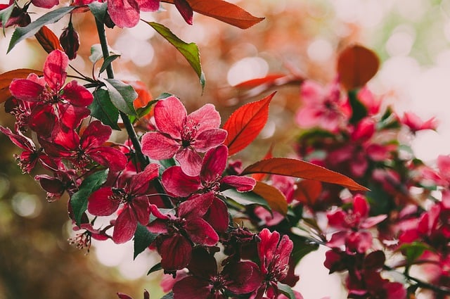 Free download red flowers flowers shrub tree free picture to be edited with GIMP free online image editor