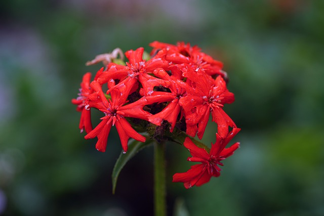 Free download red flowers flowers wildflowers free picture to be edited with GIMP free online image editor