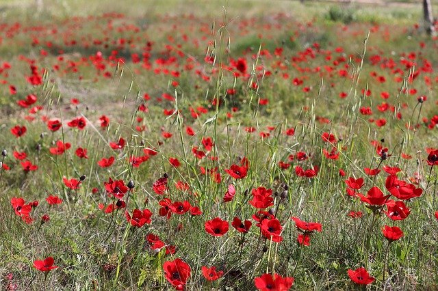 Free download Red Flowers Nature -  free photo or picture to be edited with GIMP online image editor