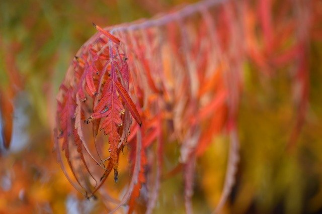 Free download Red Foliage Autumn -  free photo or picture to be edited with GIMP online image editor