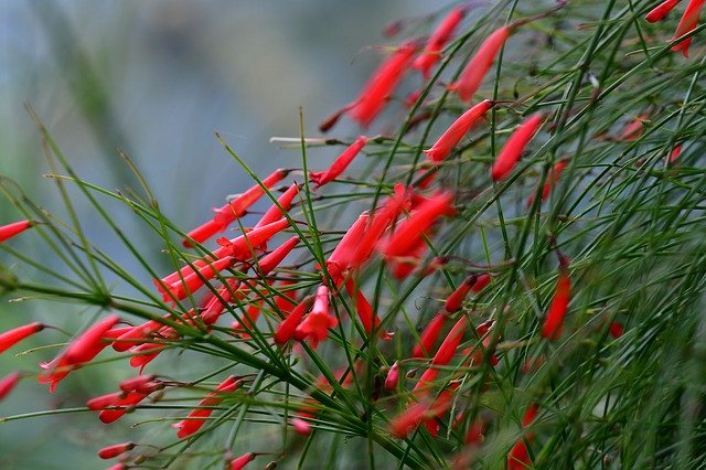 Free download Red Fountain Plant Coral -  free photo or picture to be edited with GIMP online image editor