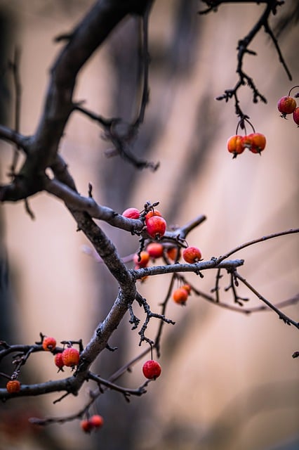 Free download red fruit dried branches dried fruit free picture to be edited with GIMP free online image editor