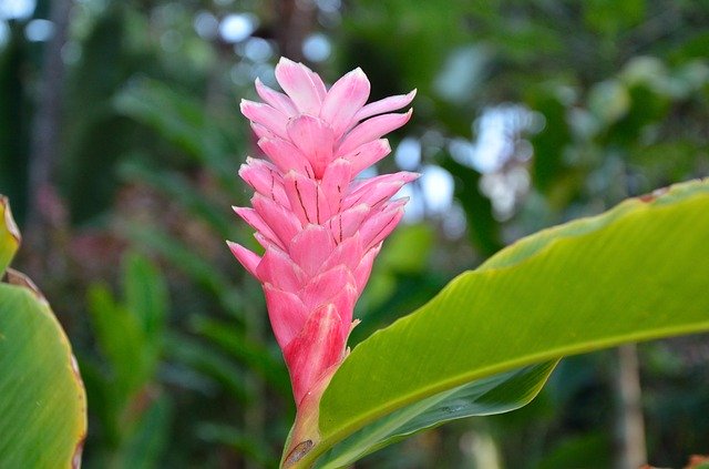 Free download Red Ginger Hawaiian Flower -  free photo or picture to be edited with GIMP online image editor