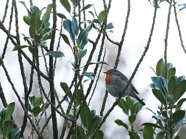 Free download Red Goblets Bird Animal World -  free photo or picture to be edited with GIMP online image editor