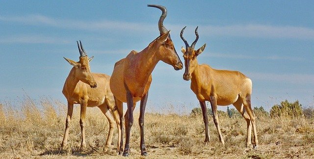 Free download Red Hartebeest Antelope -  free photo or picture to be edited with GIMP online image editor