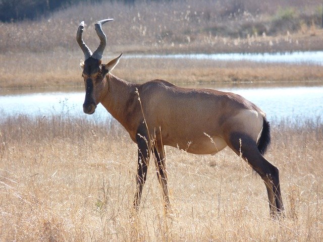 Free download Red Hartebeest Antelope Males -  free photo or picture to be edited with GIMP online image editor