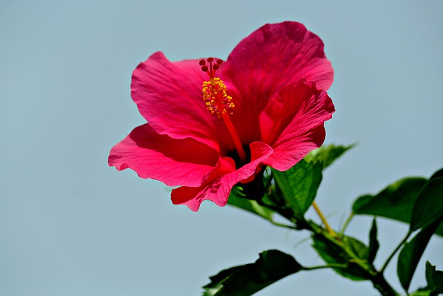 Free download red hibiscus nature flora flower free picture to be edited with GIMP free online image editor