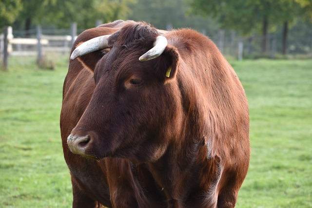 Free download red high cattle dairy cattle free picture to be edited with GIMP free online image editor