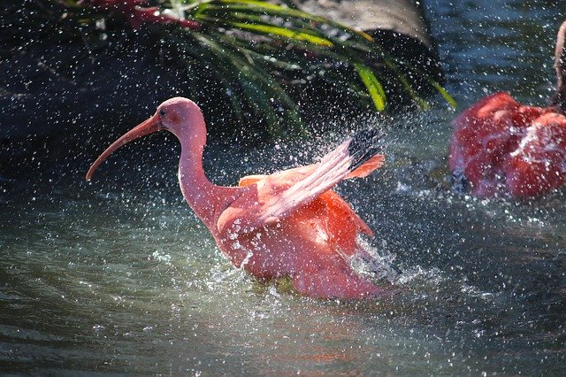 Free download Red Ibis Bird -  free photo or picture to be edited with GIMP online image editor