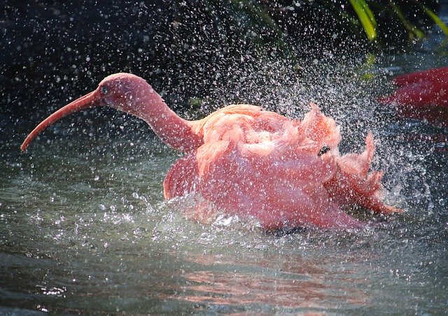 Free download Red Ibis Nature -  free photo or picture to be edited with GIMP online image editor