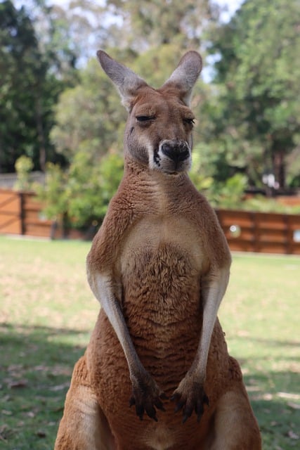 Free download red kangaroo stand fur kangaroo free picture to be edited with GIMP free online image editor