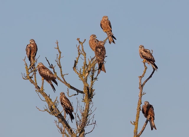 Free download red kites birds animals sky free picture to be edited with GIMP free online image editor