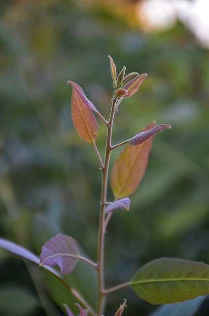 Free download Red Leaf Autumn Leaves -  free photo or picture to be edited with GIMP online image editor