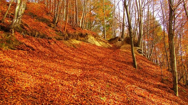 Free download Red Leaf Cover The Ground Read -  free photo or picture to be edited with GIMP online image editor