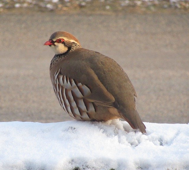 Free download Red Legged Partridge French -  free photo or picture to be edited with GIMP online image editor