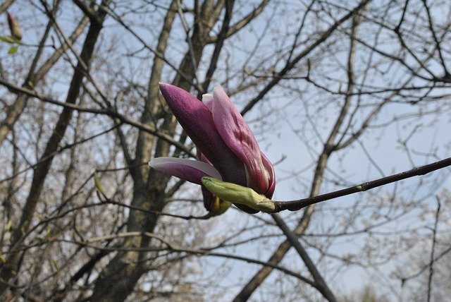 Free download Red Magnolia Spring -  free photo or picture to be edited with GIMP online image editor