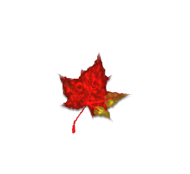 Free download Red Maple Leaf - Free vector graphic on Pixabay free illustration to be edited with GIMP free online image editor