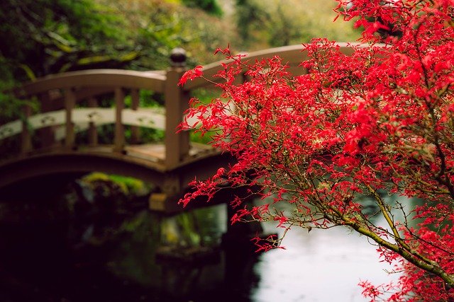 Free download Red Maple Rain -  free photo or picture to be edited with GIMP online image editor