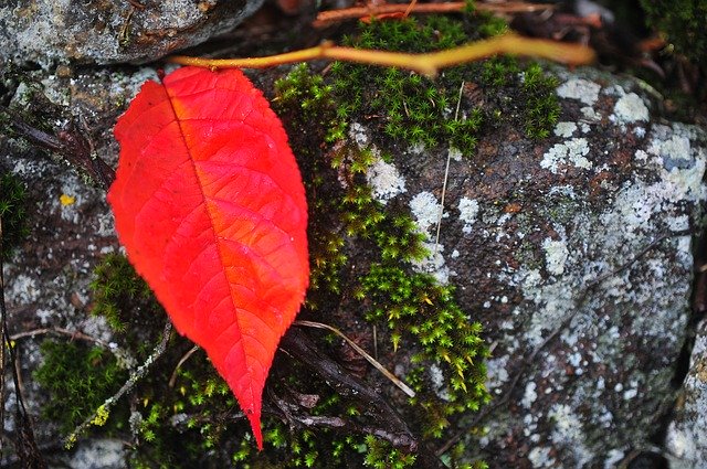 Free download Red Maple The Last Leaf Leaves -  free photo or picture to be edited with GIMP online image editor