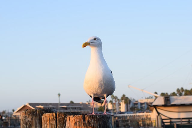 Free download redondo beach california seagull free picture to be edited with GIMP free online image editor