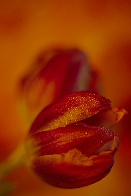 Free download Red Orange Tulips -  free photo or picture to be edited with GIMP online image editor