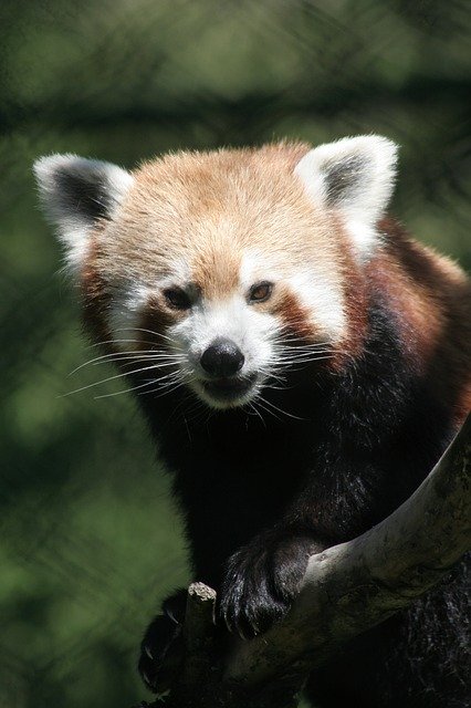 Free download Red Panda Gangtok Zoo Sikkim -  free photo or picture to be edited with GIMP online image editor