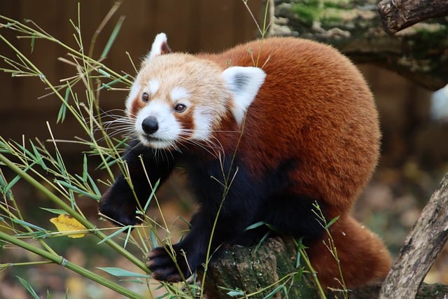 Free download red panda lesser panda mammal free picture to be edited with GIMP free online image editor