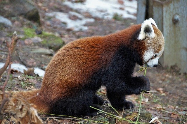 Free download Red Panda Wild Animal -  free photo or picture to be edited with GIMP online image editor