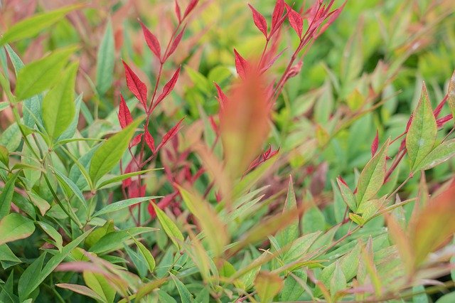 Free download Red Plants Green Bush -  free photo or picture to be edited with GIMP online image editor