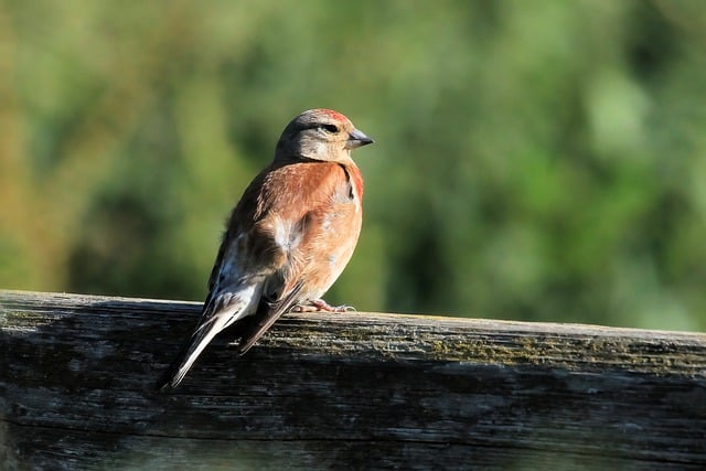 Free download redpoll bird animal wildlife free picture to be edited with GIMP free online image editor