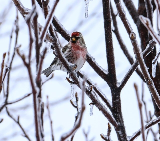 Free download Redpoll Bird Winter -  free photo or picture to be edited with GIMP online image editor