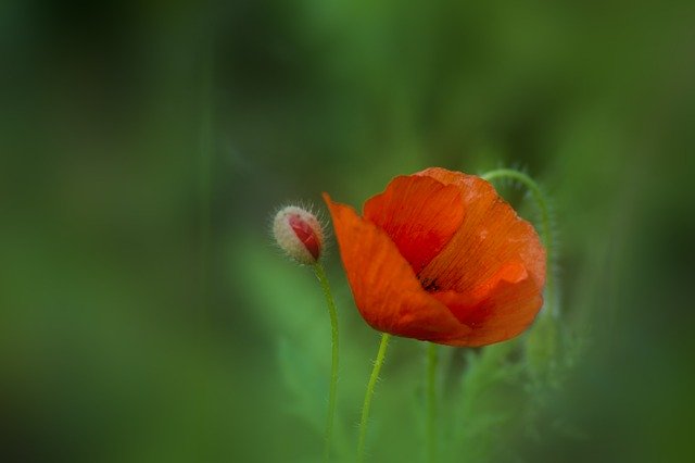 Free download Red Poppy Bloom -  free photo or picture to be edited with GIMP online image editor