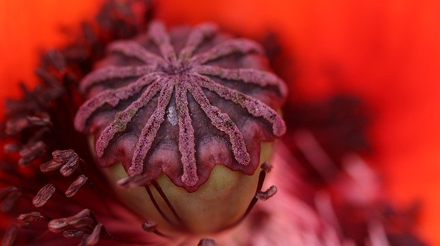 Free download Red Poppy Blossom -  free photo or picture to be edited with GIMP online image editor