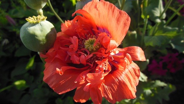 Free download Red Poppy Botany Garden -  free photo or picture to be edited with GIMP online image editor