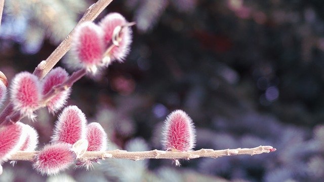 Free download Red Pussy Willow Catkin -  free photo or picture to be edited with GIMP online image editor