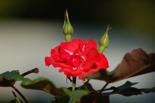 Free download Red Rose Buds Flower -  free photo or picture to be edited with GIMP online image editor