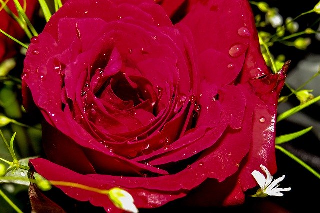 Free download Red Rose Flowers -  free photo or picture to be edited with GIMP online image editor