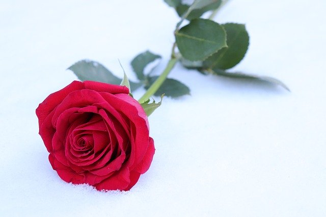 Free download Red Rose In Snow Winter Romantic -  free photo or picture to be edited with GIMP online image editor